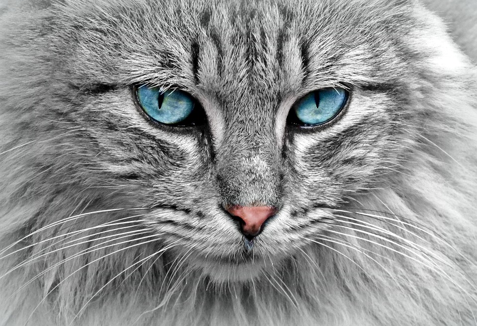 Celebrity Pets - Pet supplies for the rich and famous